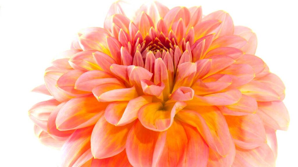 Beautiful pink yellow dahlia isolated over white