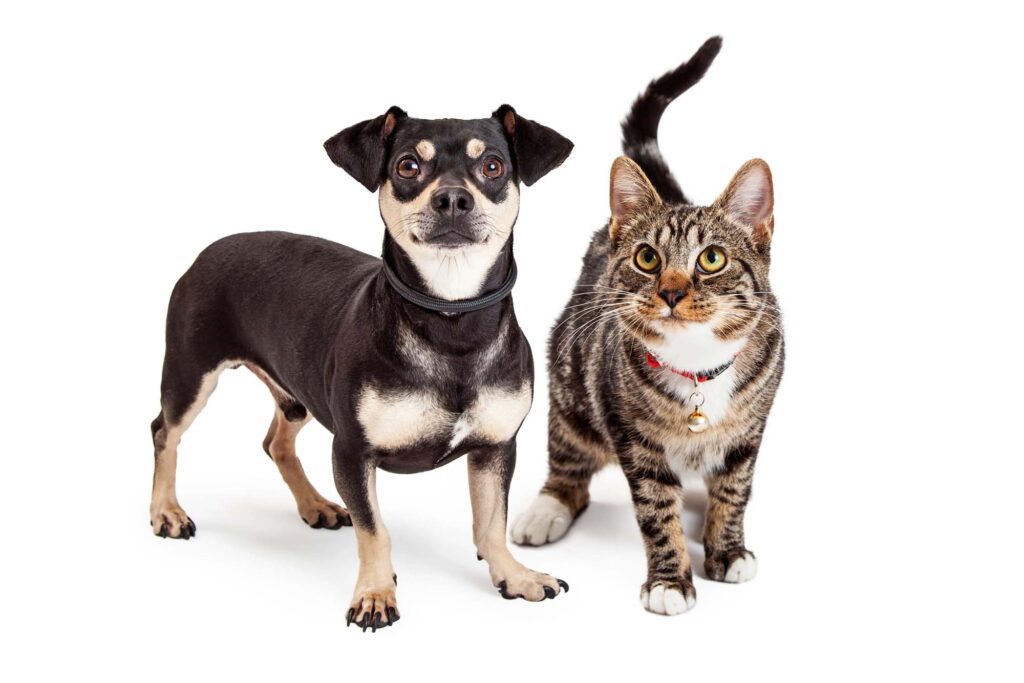 pictures of a cat and dog
